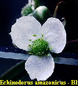 Echinodorus grisebachii bleherae